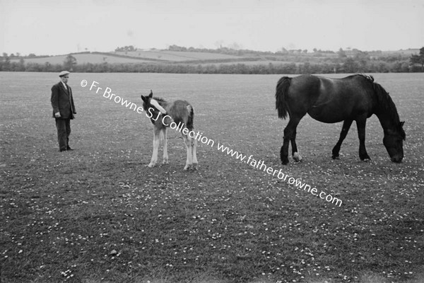 ON THE FARM THE MARE & FOAL